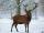 Hirsch im Schnee